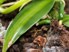 Mold On Plant Soil