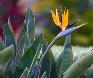 bird of paradise flower and foliage