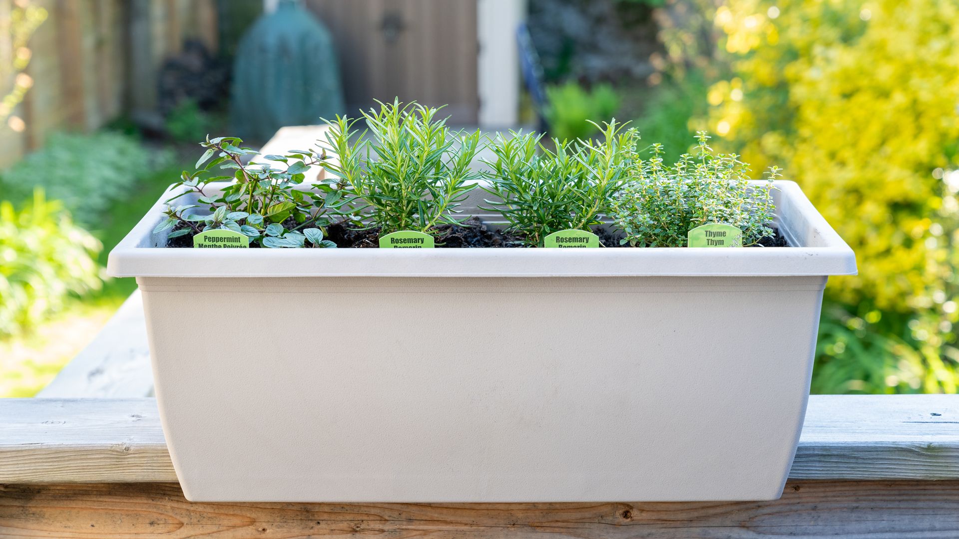 Strongly scented herbs in garden planter on wall beside patio as an idea for how to keep wasps away