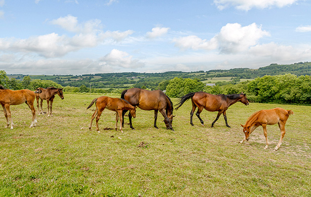Colmer Farm Stud, Marshwood, Bridport, Dorset HORSES3