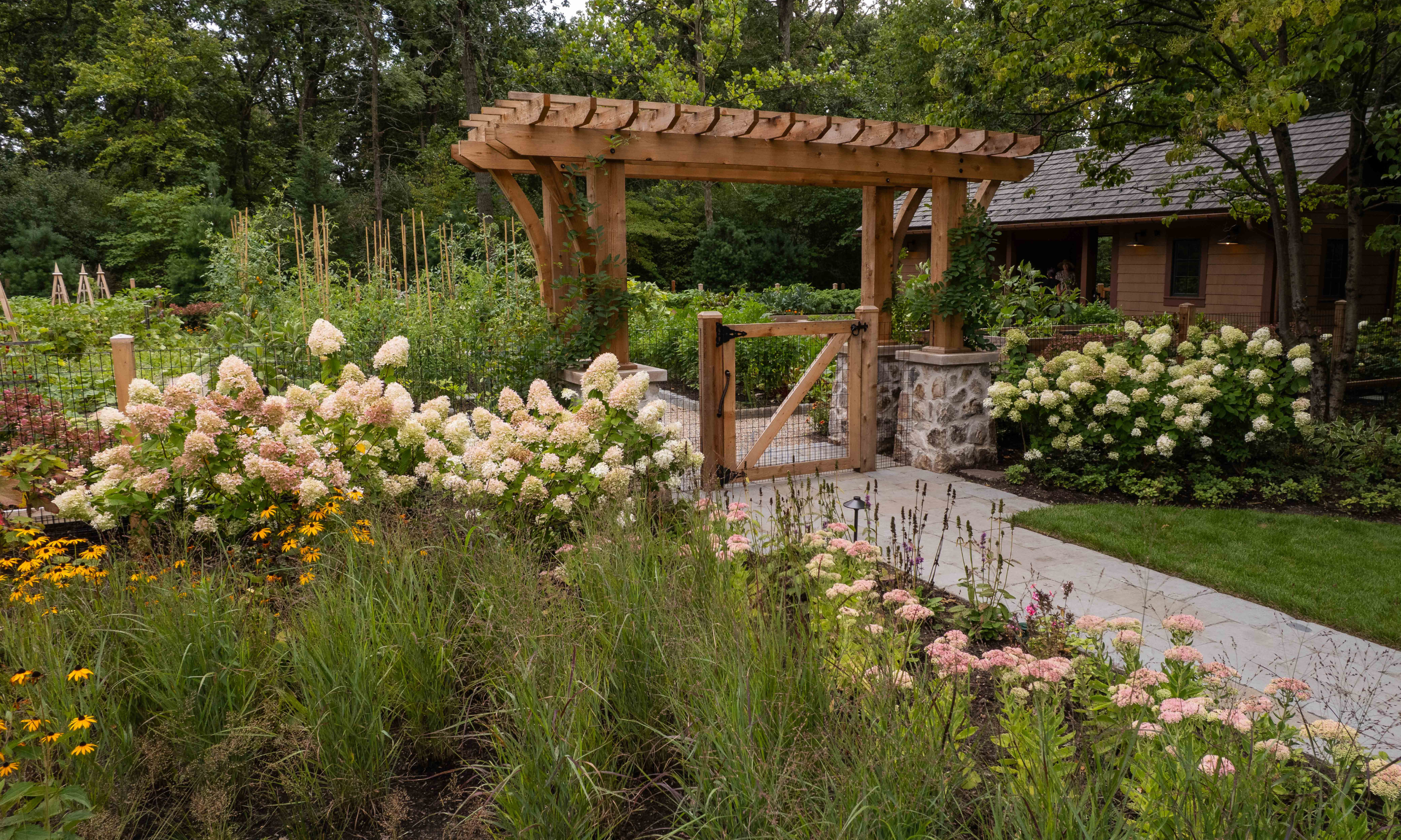 Fall garden with hydrangea paniculata 'limelight' and wooden pergola over a pathway