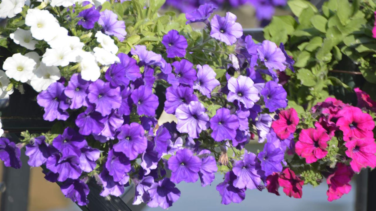 Purple, pink and white petunias flowering in pots on a fence