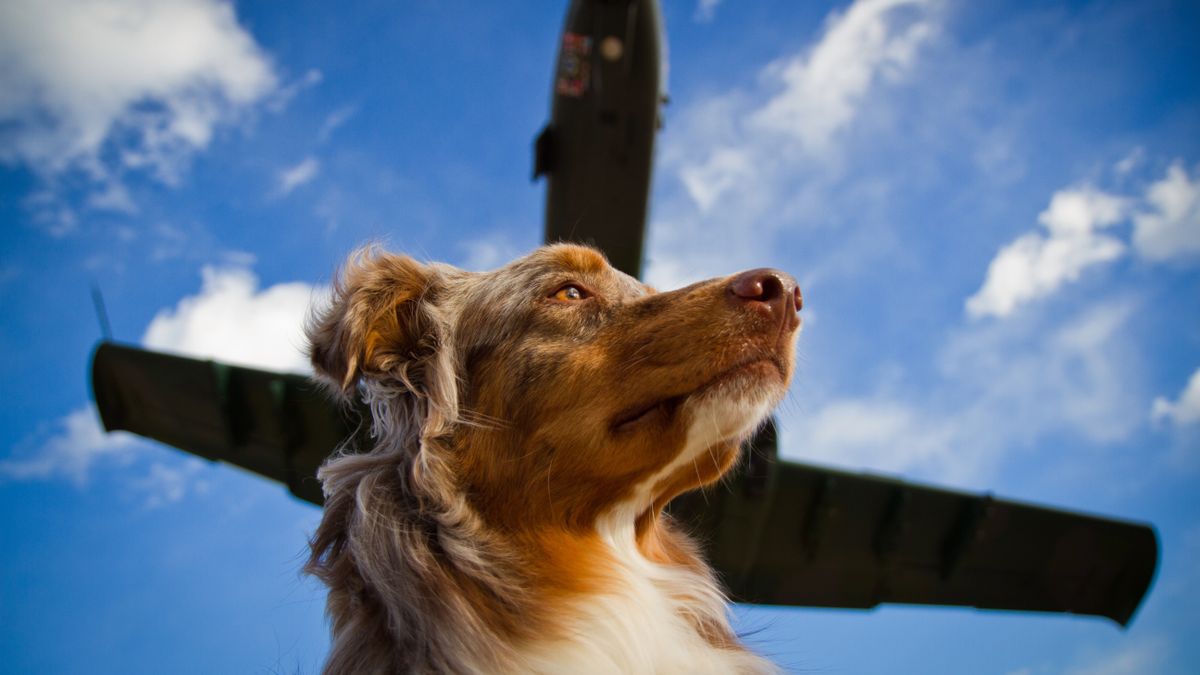 Dog looking up at plane overhead