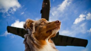 Dog looking up at plane overhead