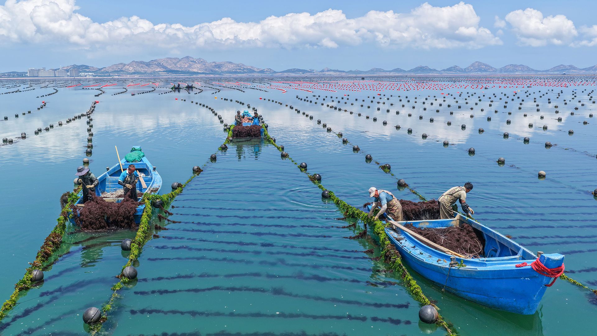 
                                Workers cultivate Gracilaria seaweed on an aquaculture farm near Rongcheng City, China
                            