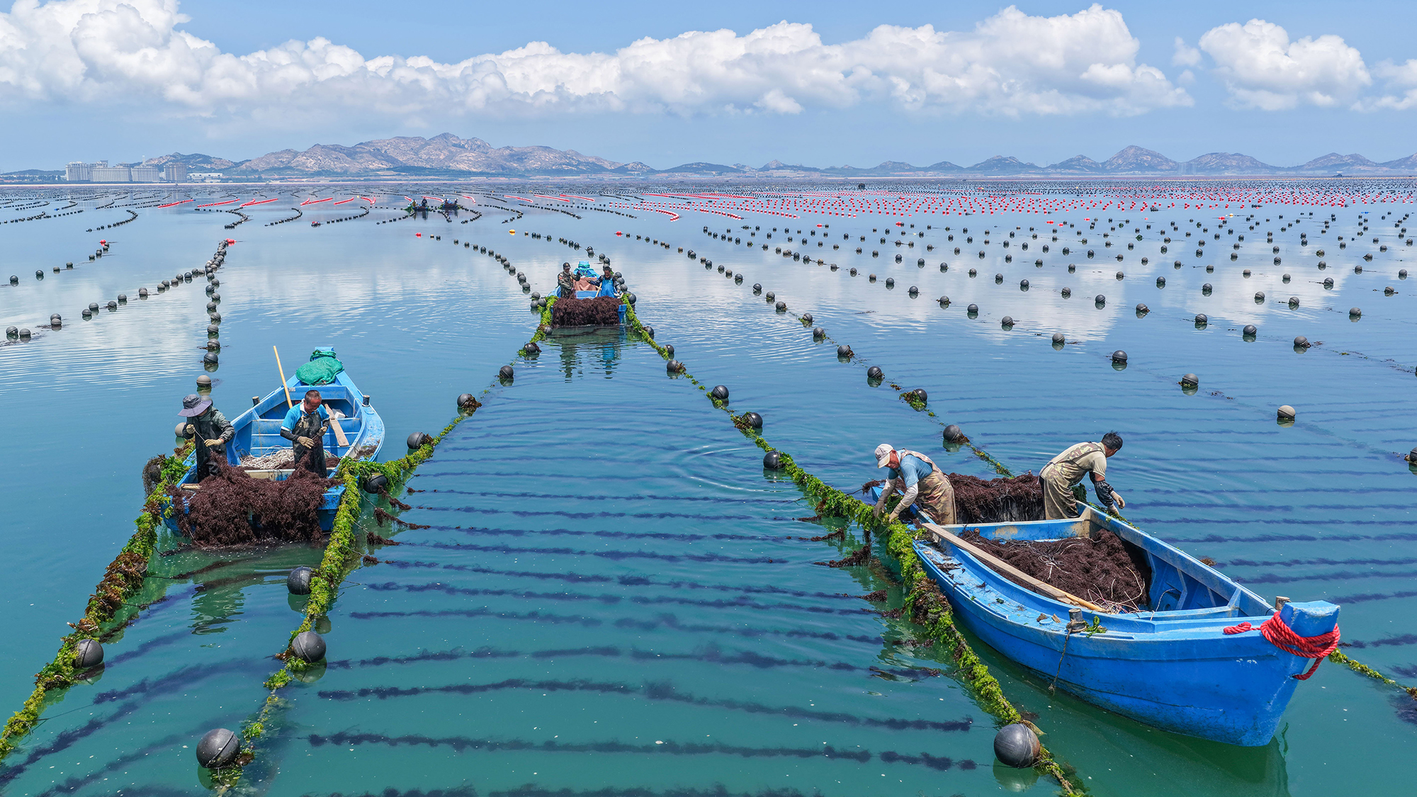 Workers cultivate Gracilaria seaweed on an aquaculture farm near Rongcheng City, China
