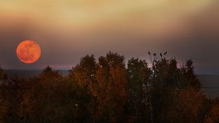 Large full moon that is orange rising over trees in Fall.