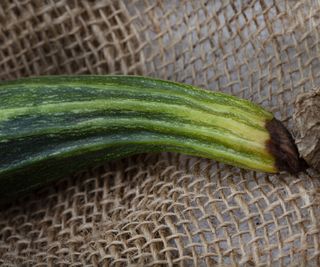 Zucchini with blossom end rot