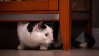 Cat hiding under table