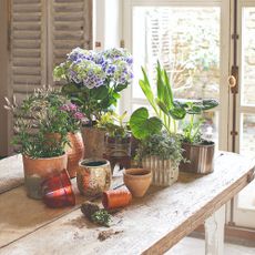 A vintage table with potted plants
