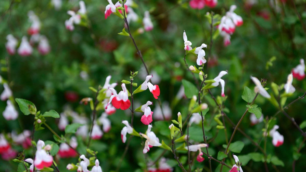 How to prune salvias and when to do it easy tips for beautiful blooms