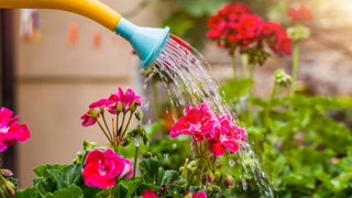 Flowers being watered