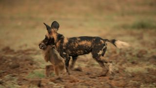 painted wolves