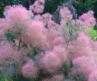 smoke bush showing plumes of pink flowers