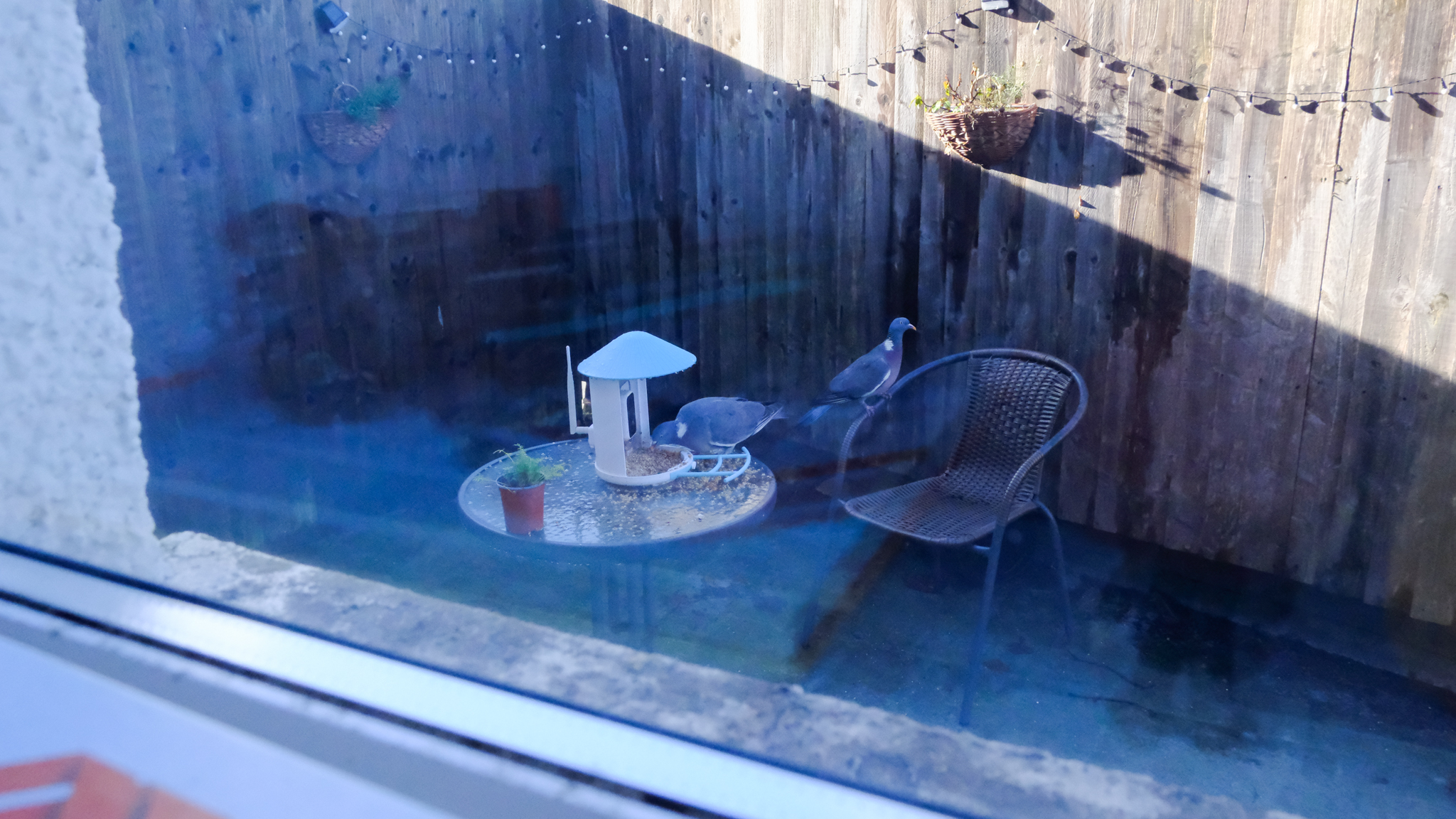 A Netvue Birdfy Feeder AI smart bird feeder