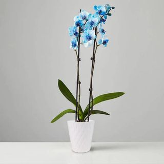 Blue moth orchid. Plants.com