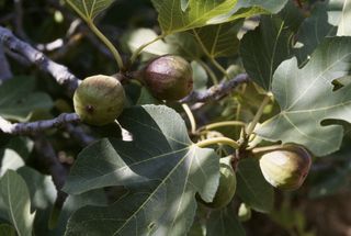 fig tree fruit and leaves