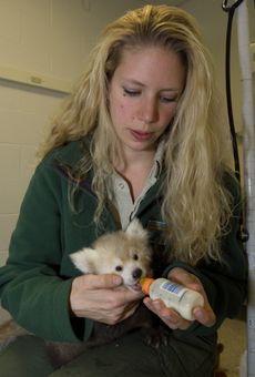 Zookeeper Nora Beirne feeds red panda