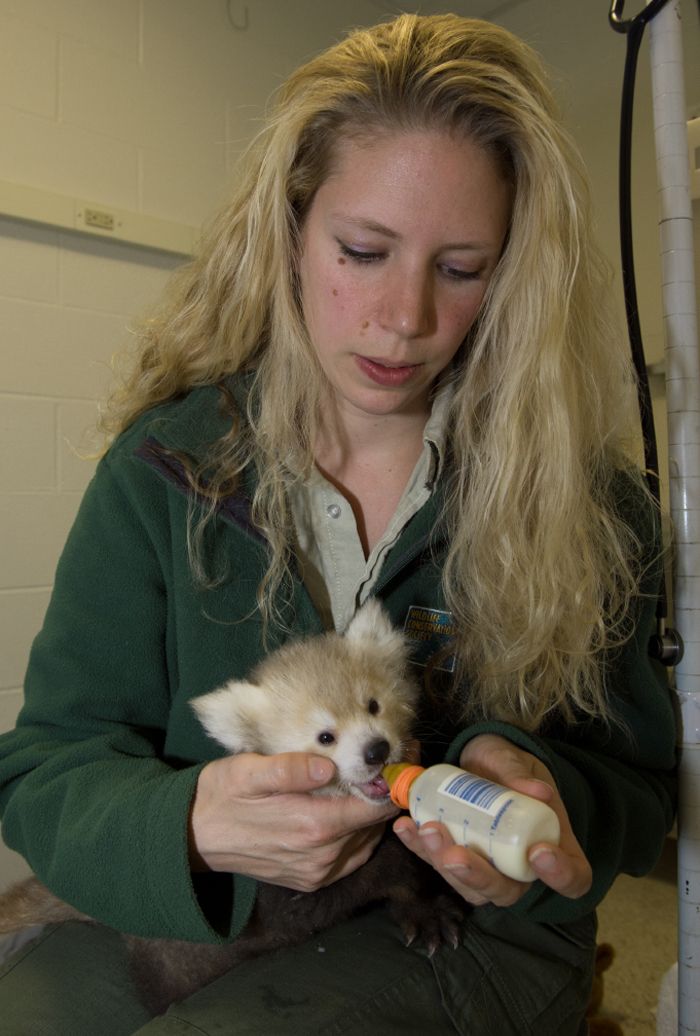 Zookeeper Nora Beirne feeds red panda