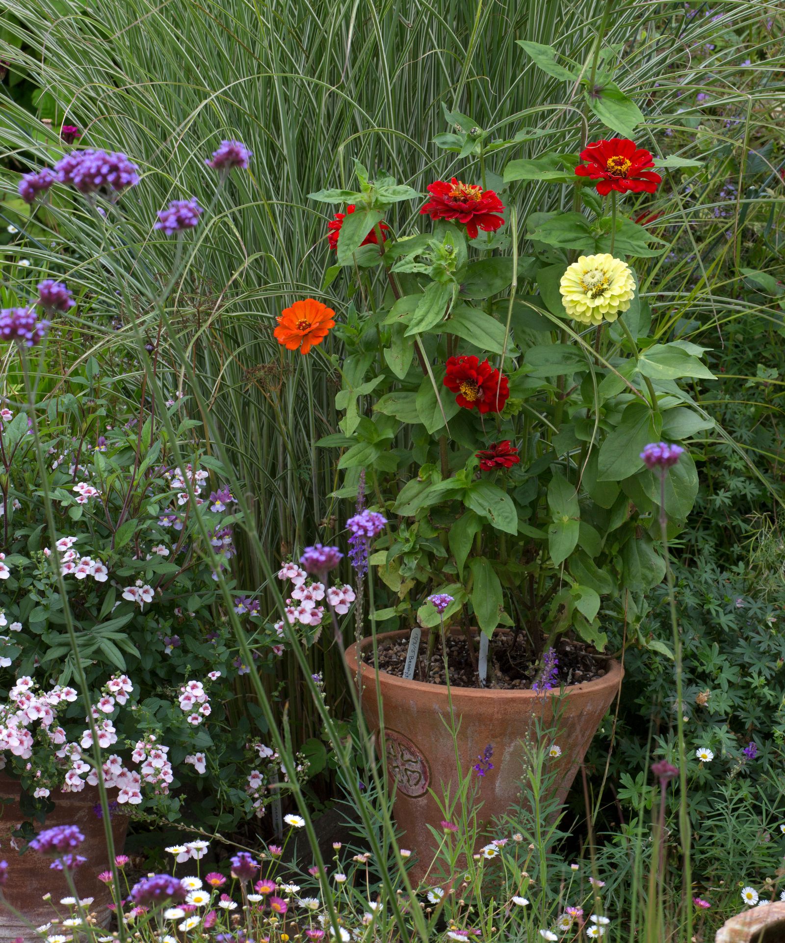 How to grow zinnias plant, care and maintenance tips Homes & Gardens