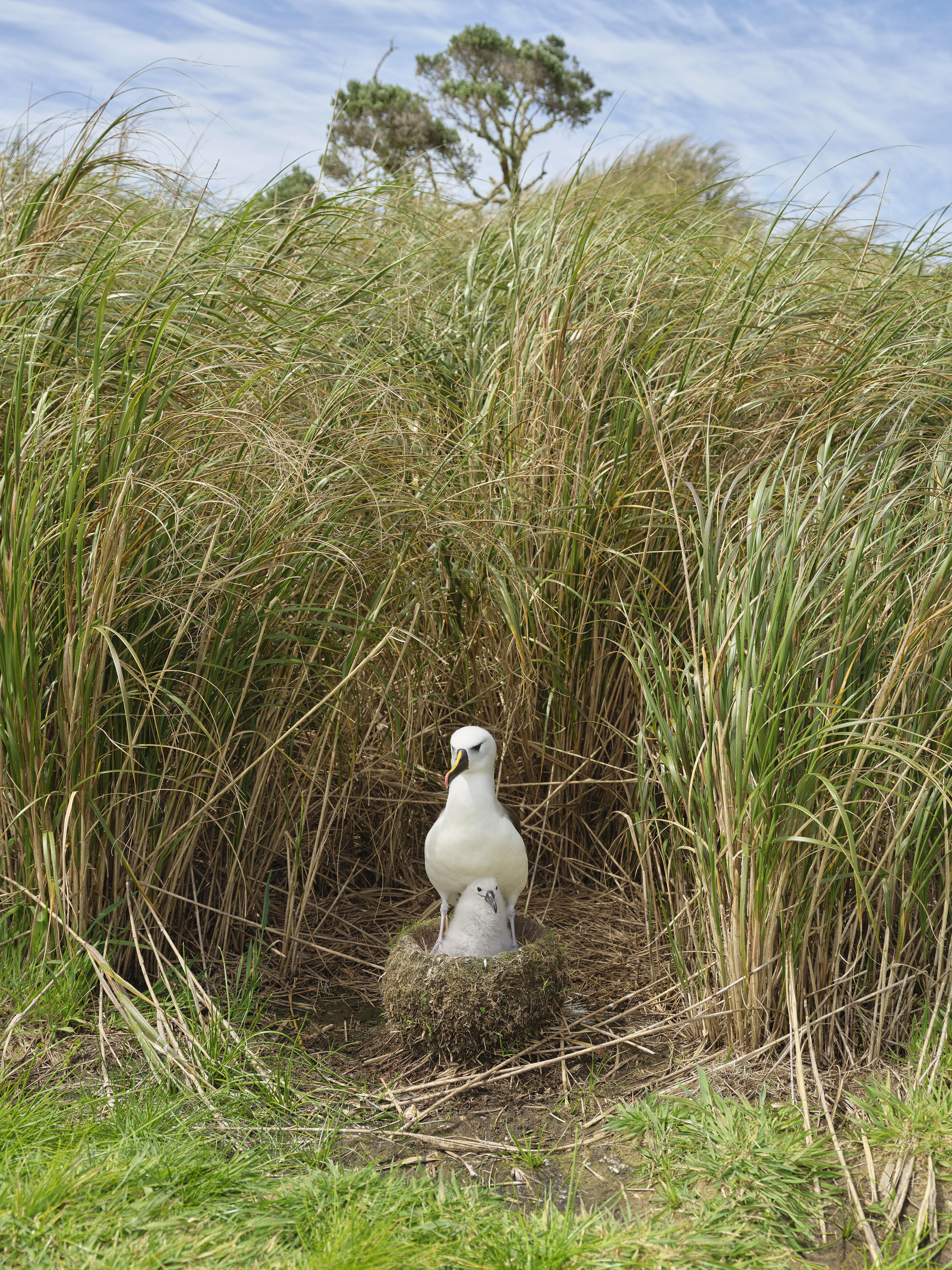 Julia Gunther's entry, 'Nightingale Island'