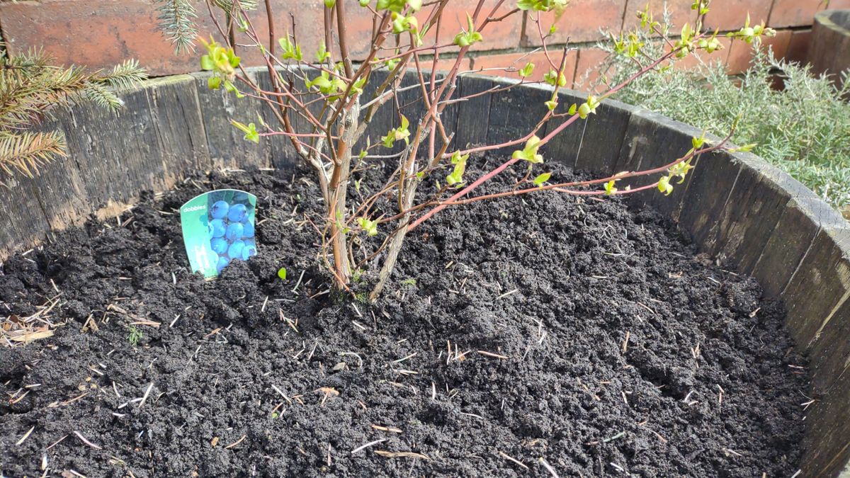 A blueberry plant in a soil-filled container.