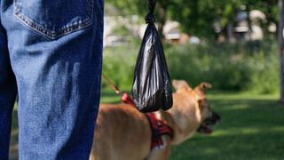 Close up of man's arm holding poop bag with dog in background