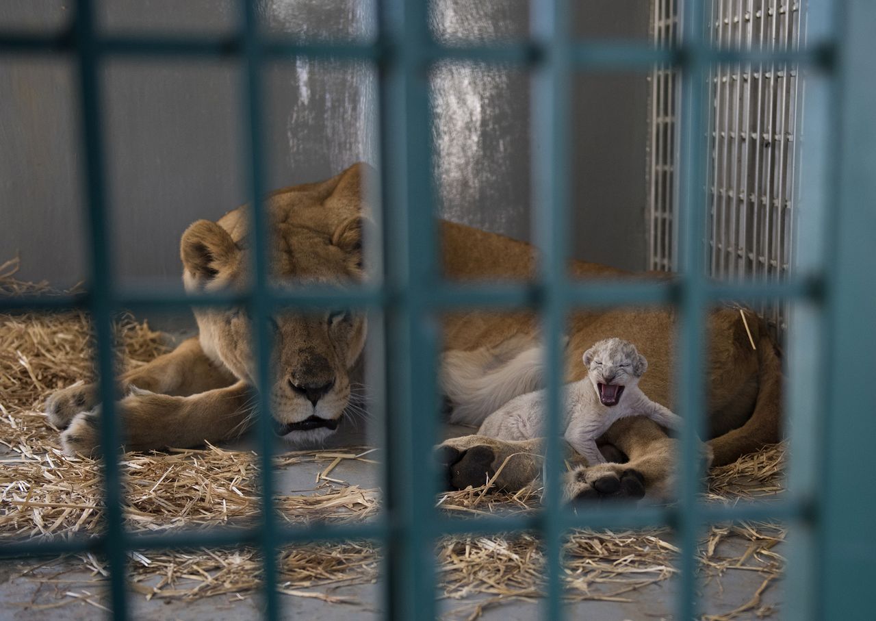 A lion rescued from a zoo in Aleppo cuddles her newborn cub.