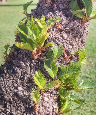 palm tree showing pups near base