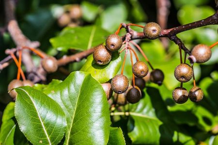 callery pear