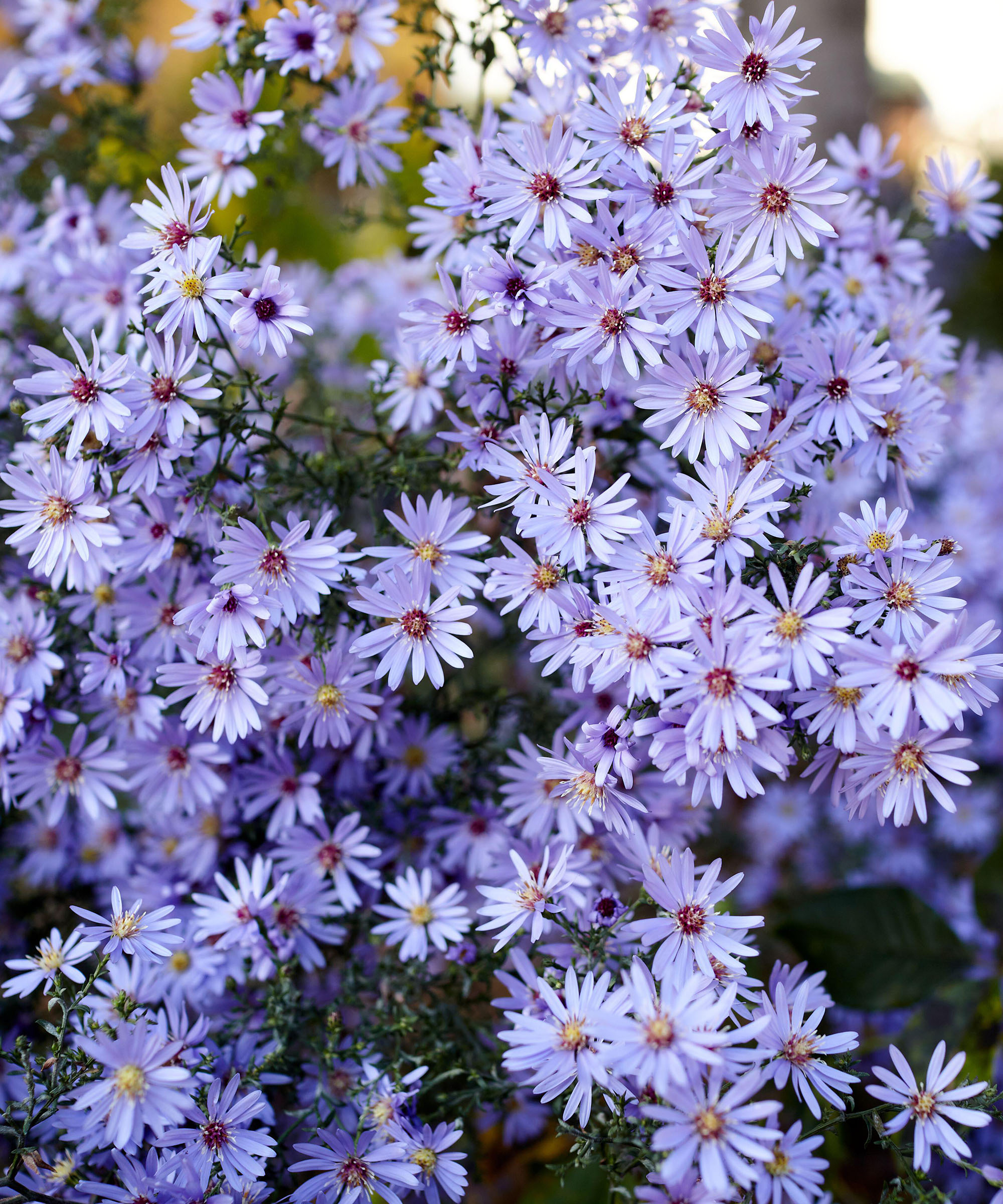 Floral background and natural pattern with violet aromatic aster (symphyotrichum oblongifolium) flowers blooming in the park