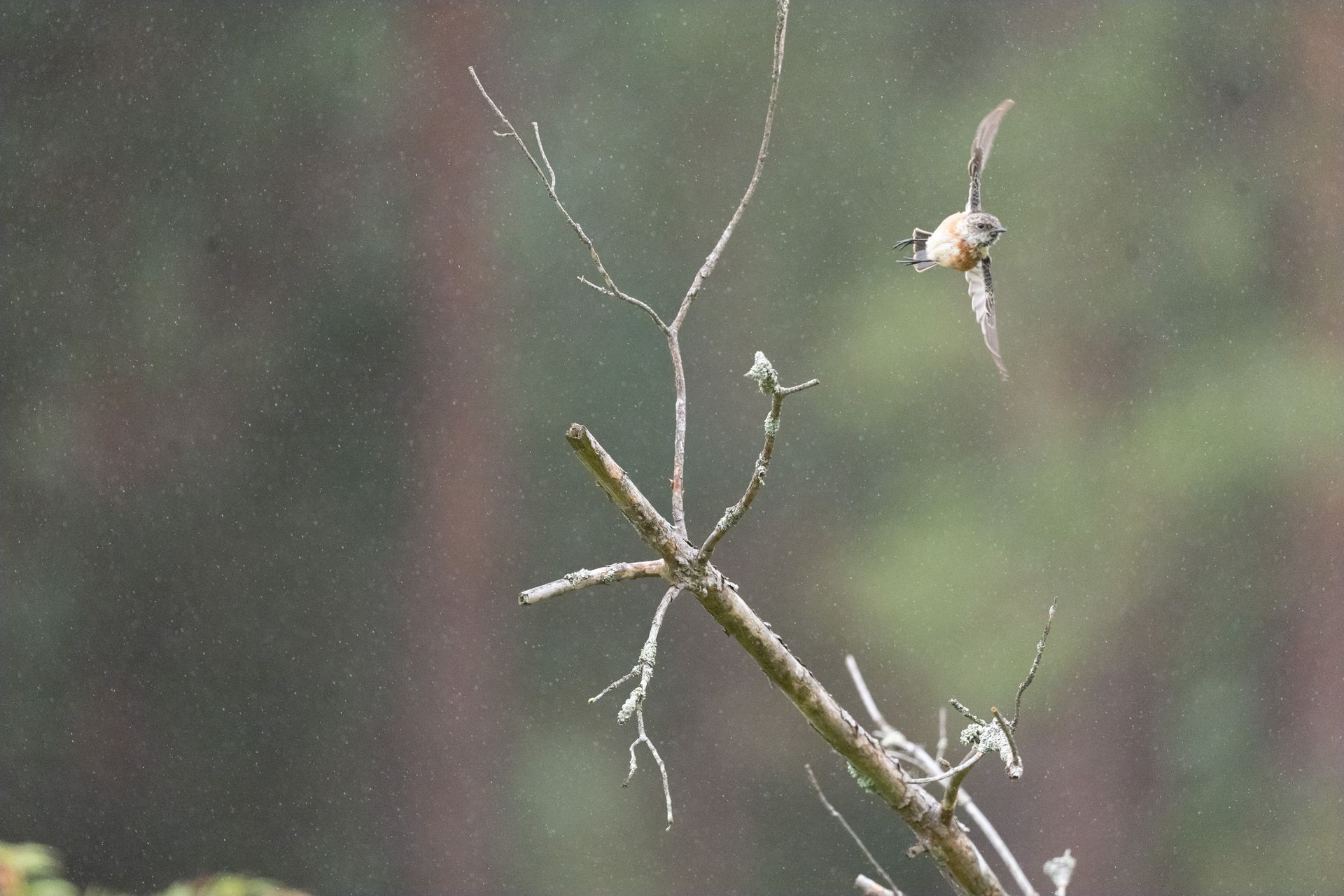 Telephoto image of a small bird on a branch in a nature reserve, taking flight