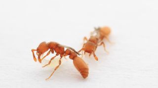 Two winged clonal raider ants stand out against a white background.