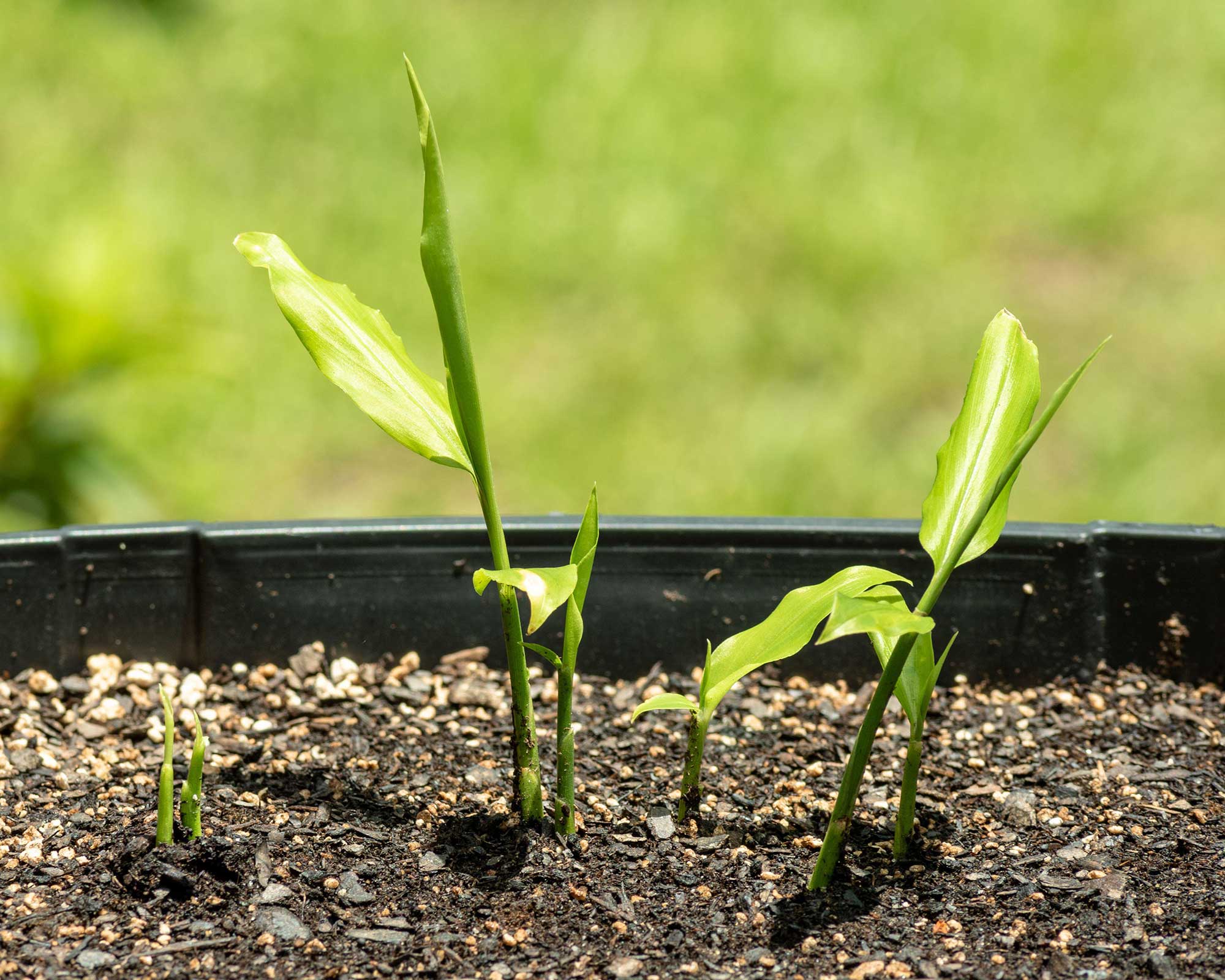 sprouting ginger plant