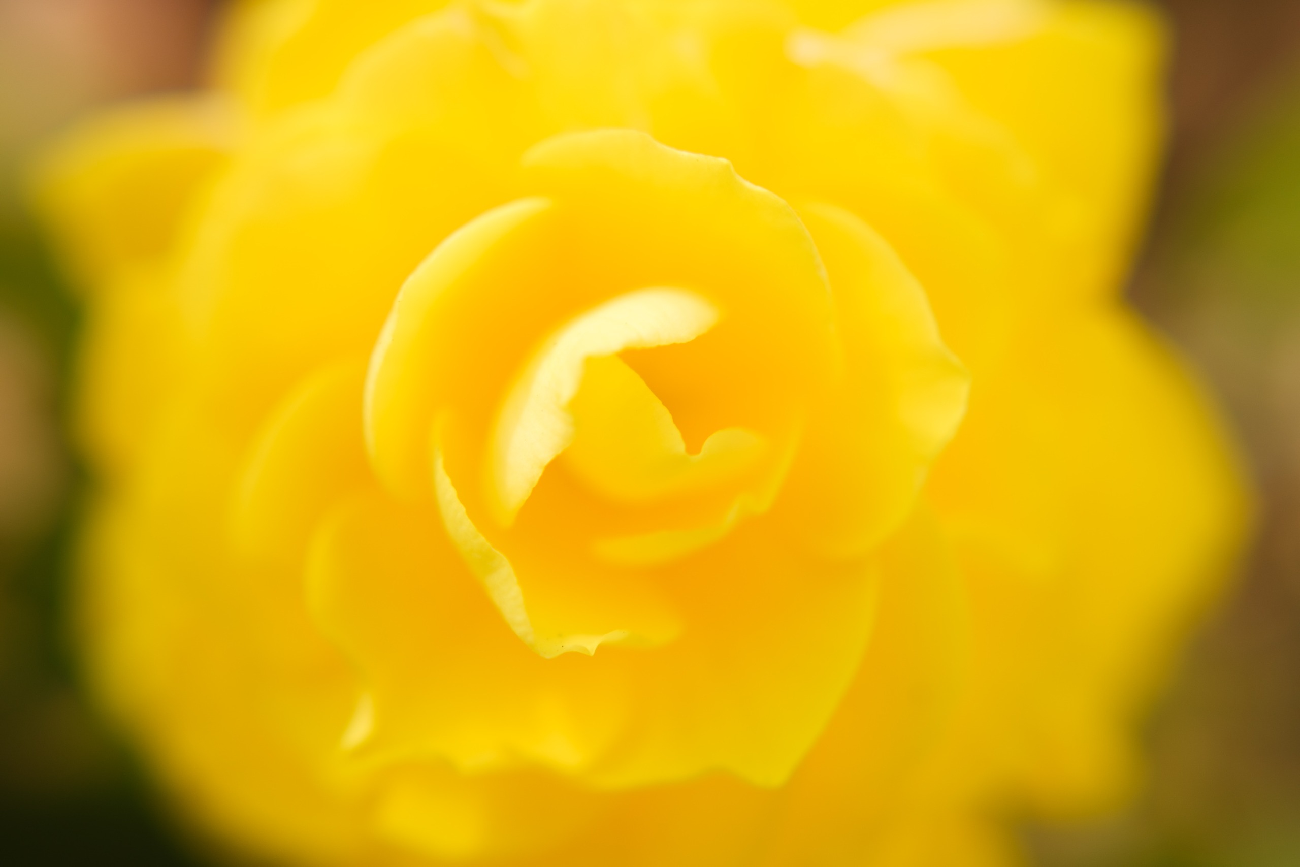 Macro photograph of the curled center of a vivid yellow flower with very shallow depth of field.