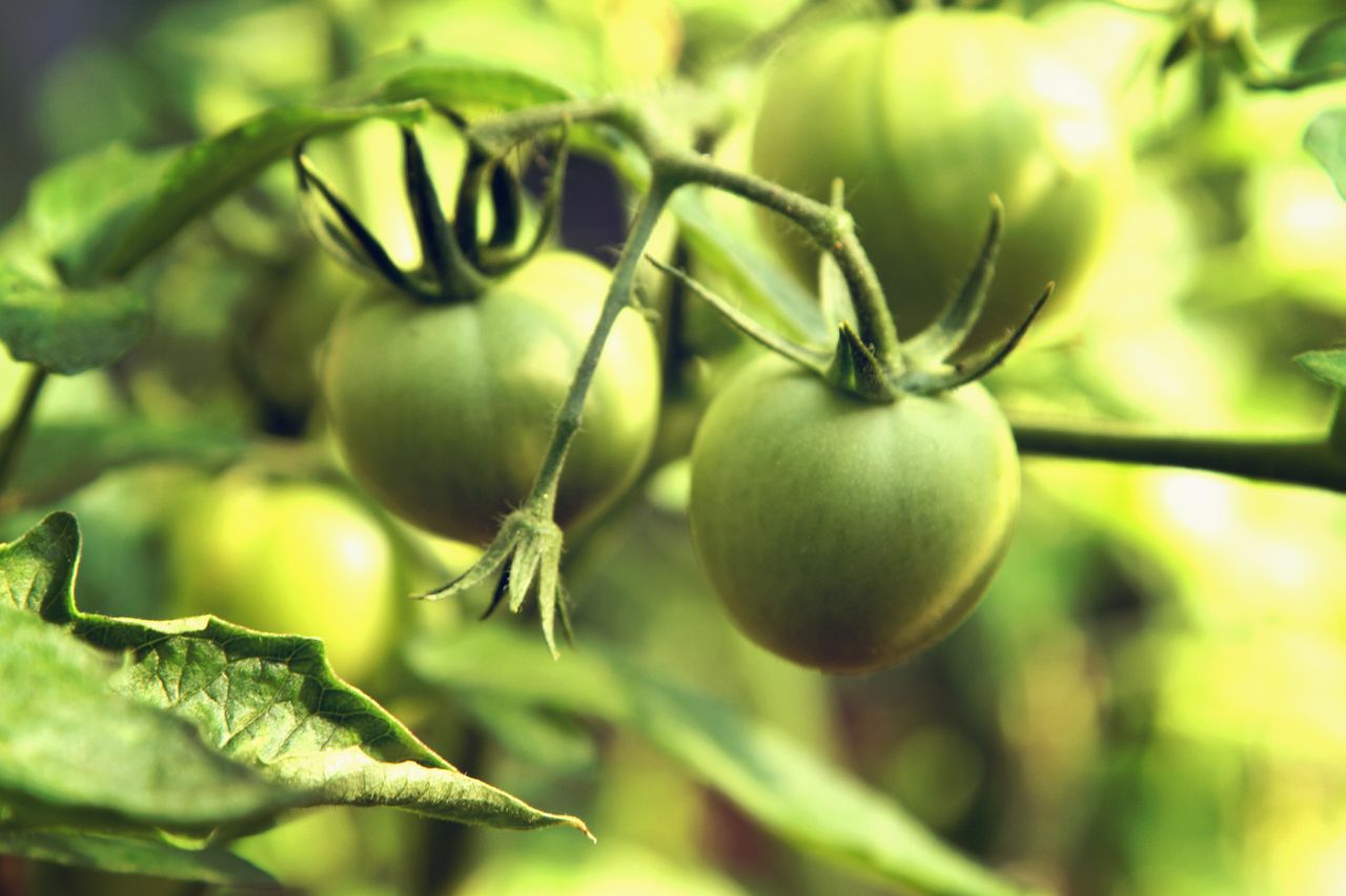 How to ripen green tomatoes