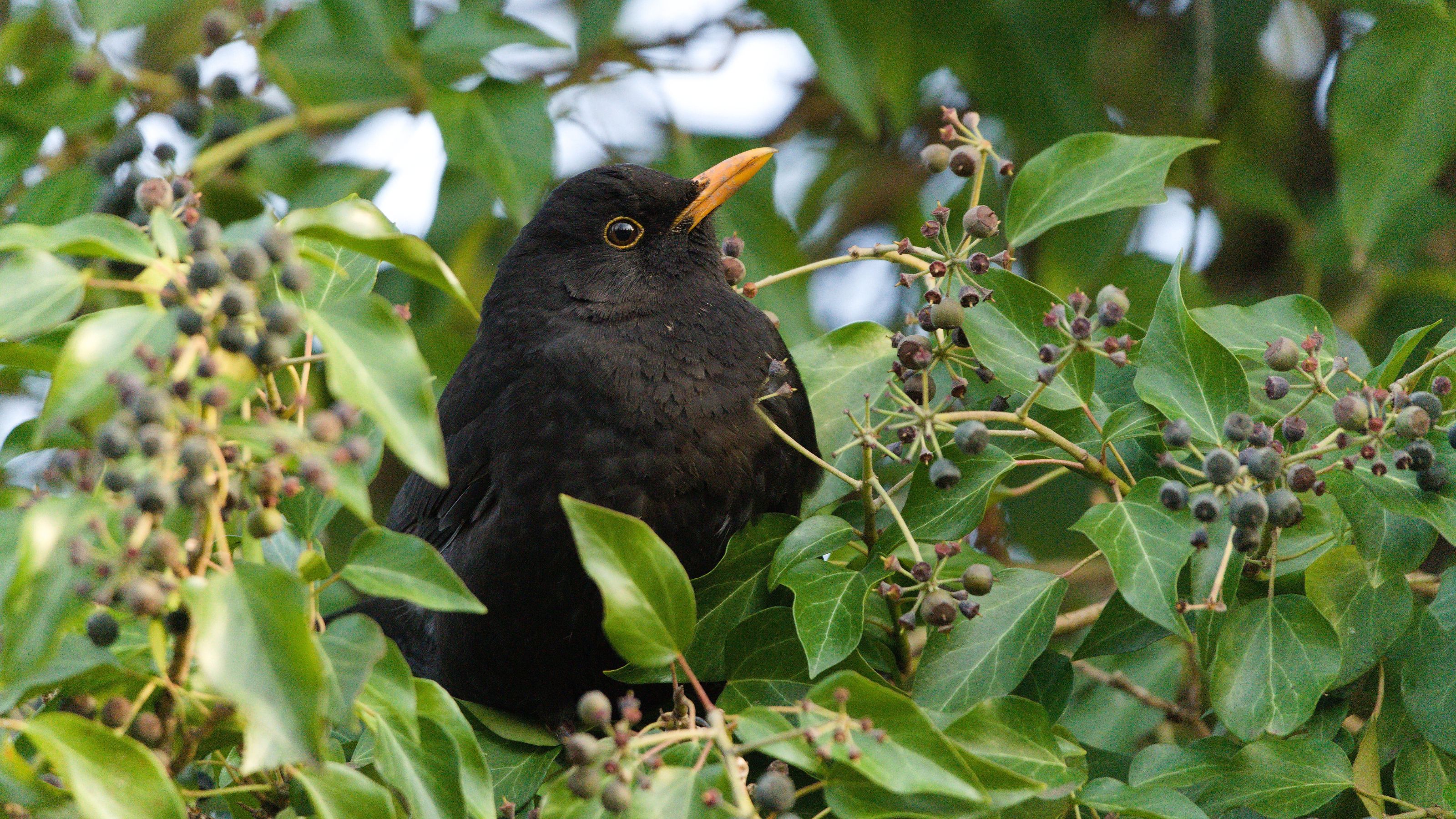 Blackbird sitting on ivy bush with berries