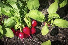 Red Radish Plants Sitting On Top Of The Soil
