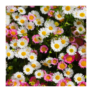 A bunch of white and pink fleabane flowers