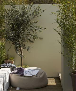 pale green-grey wall with olive tree and furniture