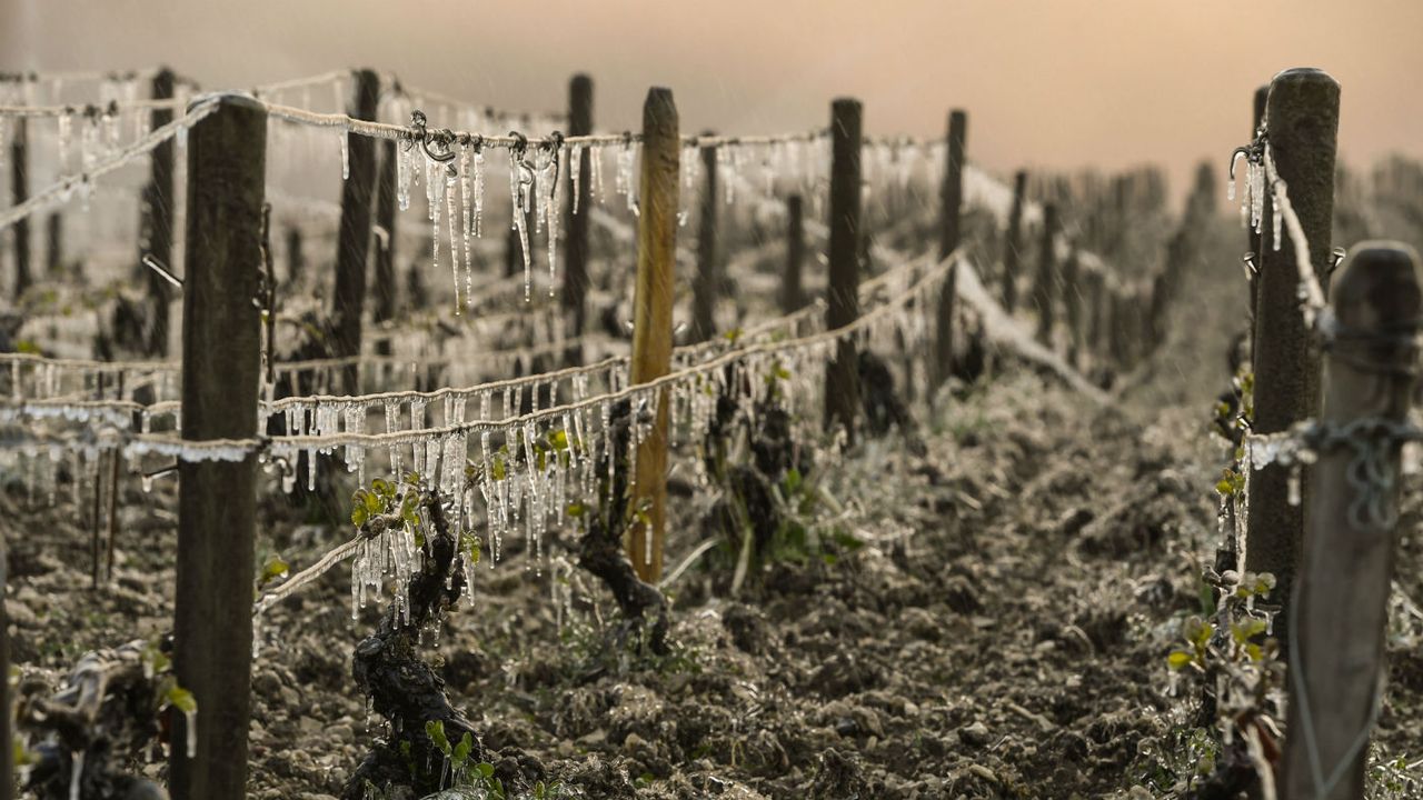 The worst harvest&amp;#039;s in 70 years have hit French vineyards particularly hard