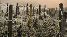 The worst harvest's in 70 years have hit French vineyards particularly hard