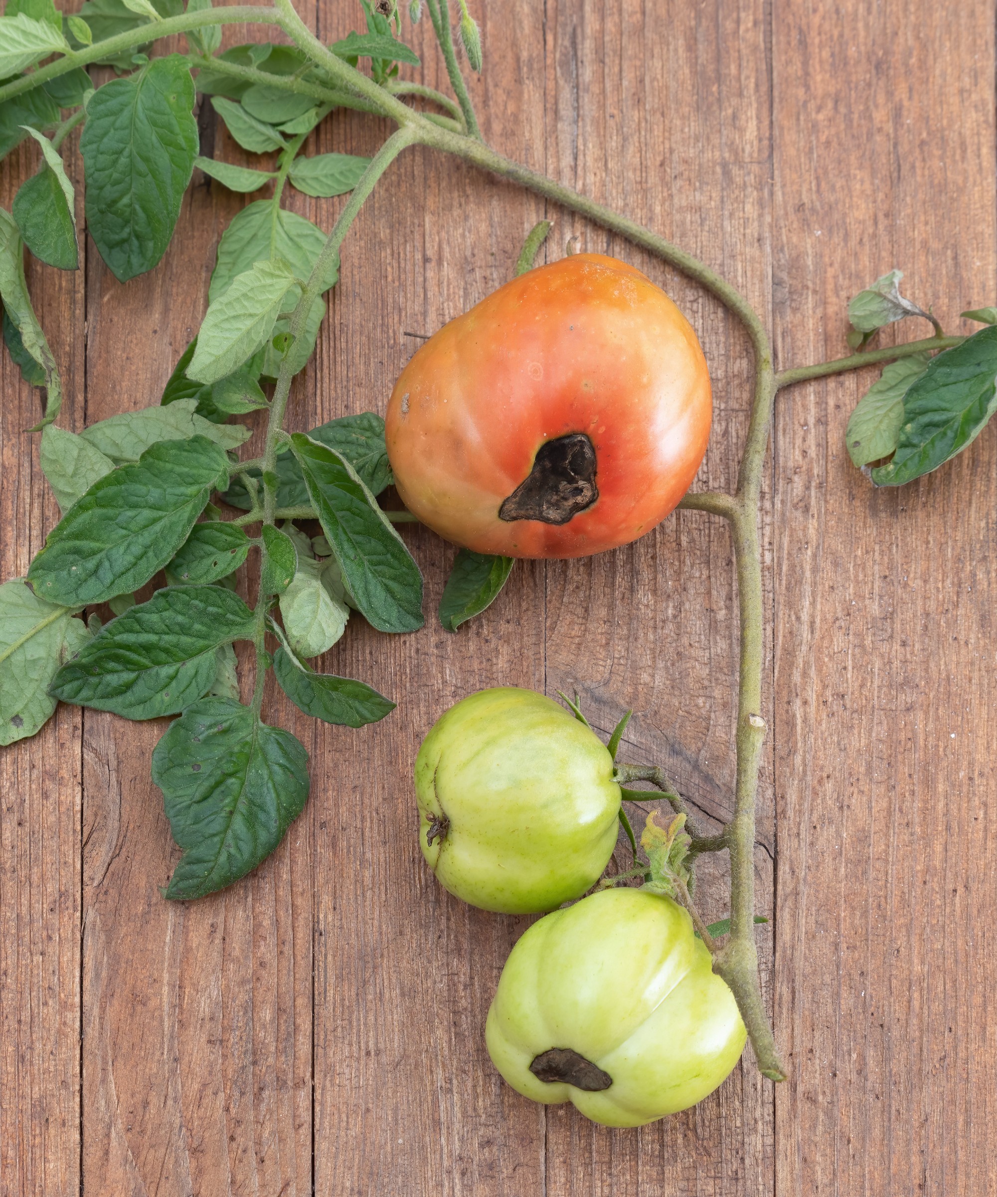 Why Are The Bottom Leaves On My Tomatoes Turning Brown At Eugene Ewell Blog