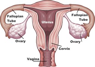 uterus, ovaries, fallopian tubes