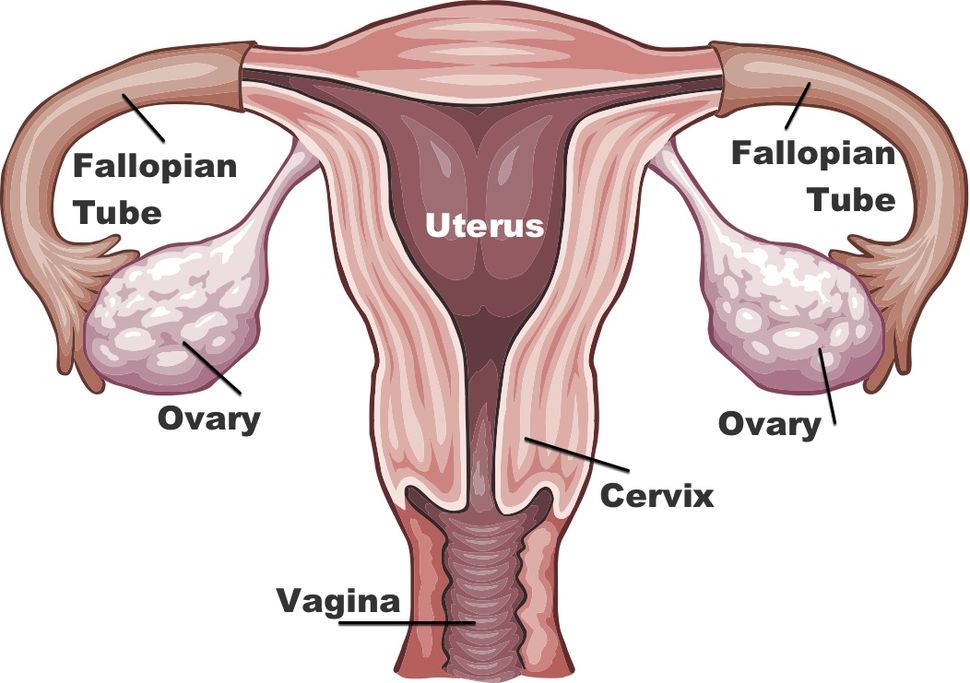 Ovarian Cysts Causes Symptoms Treatment Live Science 