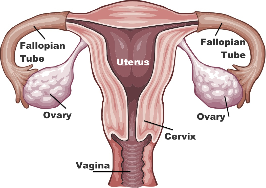 ovary diagram