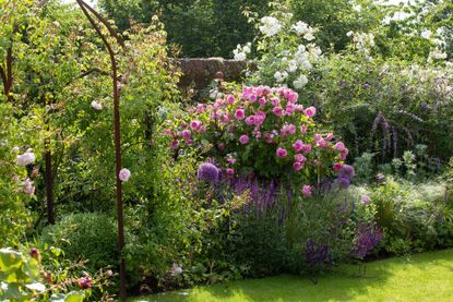 Sissinghurst rose pruning trick : shrub roses in cottage garden