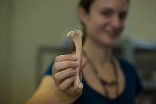 Ashley Sharpe, an archaeologist at the Smithsonian Tropical Research Institute, holds a dog humerus from remains found at the Maya site called Ceibal in Guatemala.
