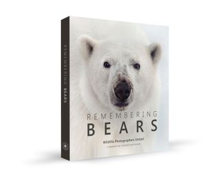 Remembering Bears wildlife photos