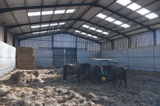 Jacqueline-Coward-barn.jpg